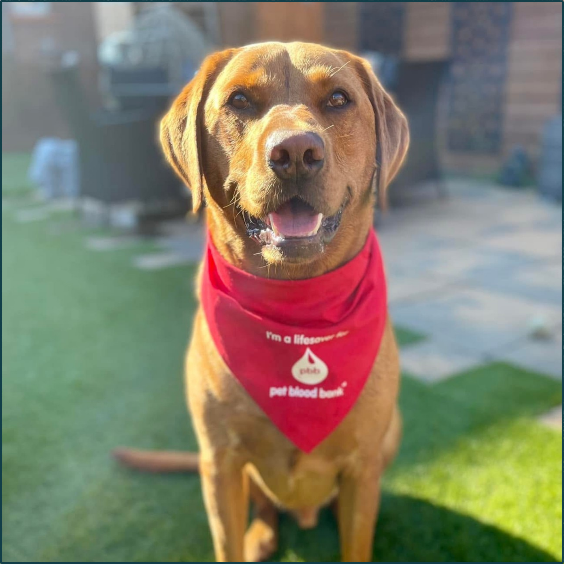 Leo the Extraordinary Donor Dog