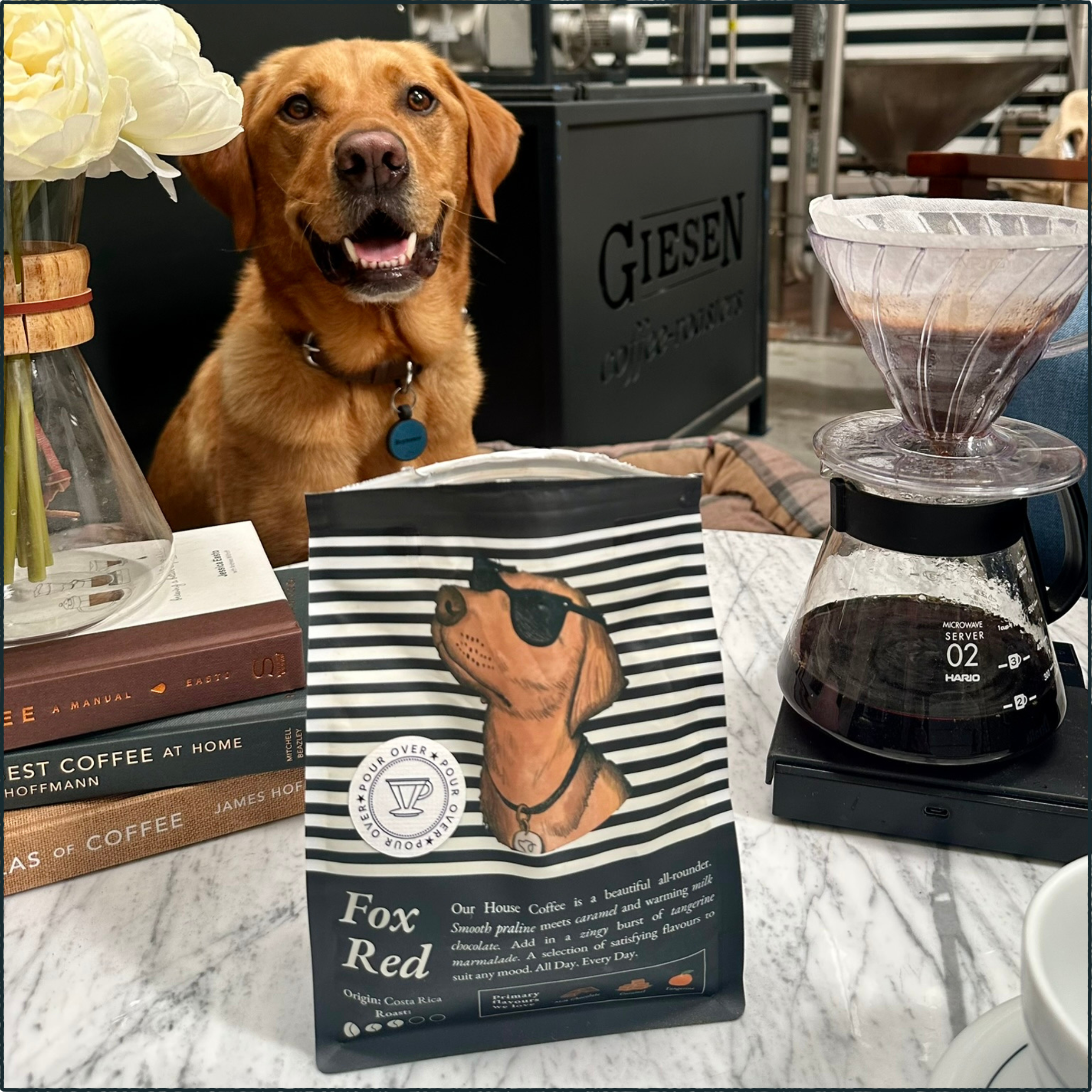 How to Brew a Bright Cup of Fox Red