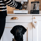 Black Lab - Subscription