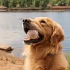 Lab Ball