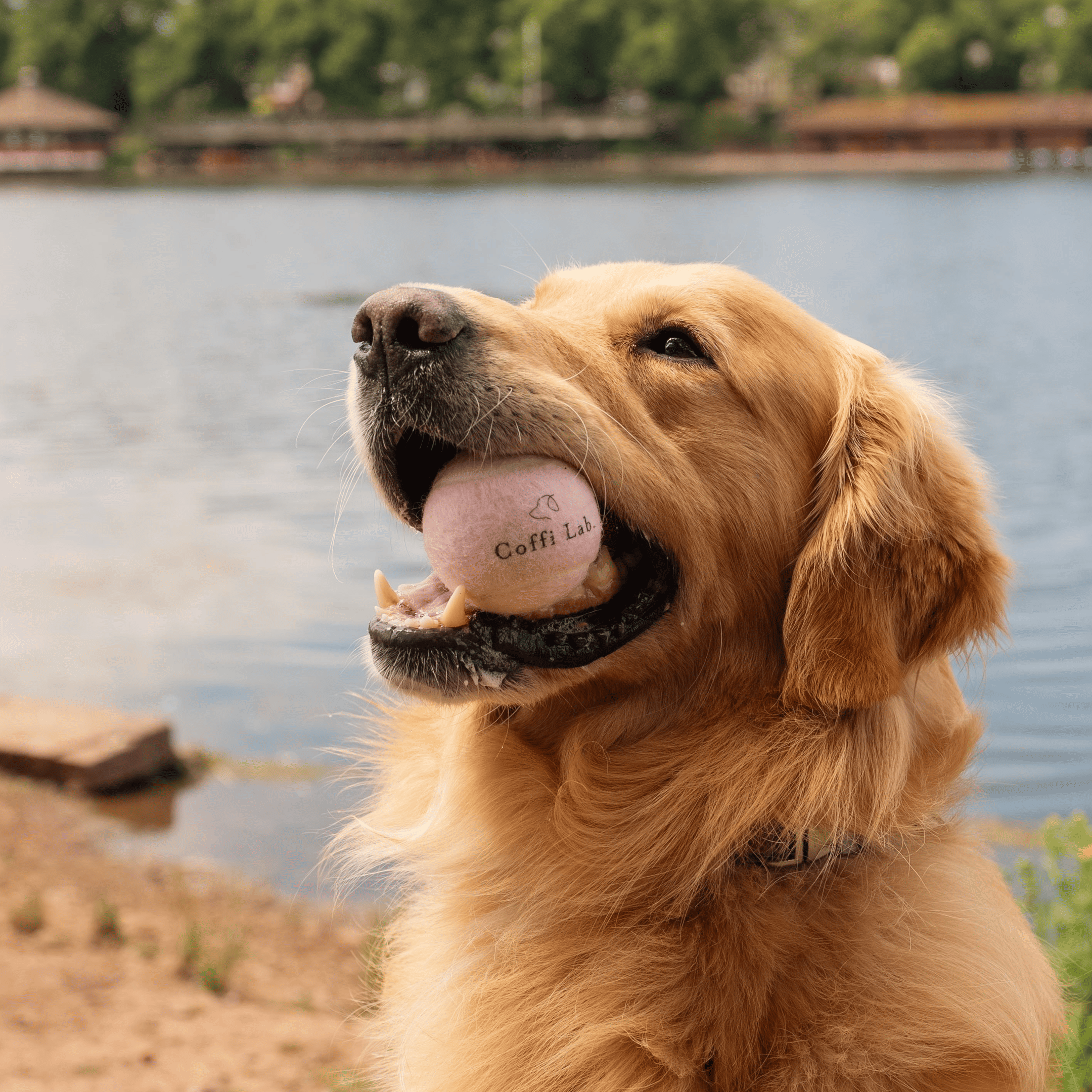 Lab Ball