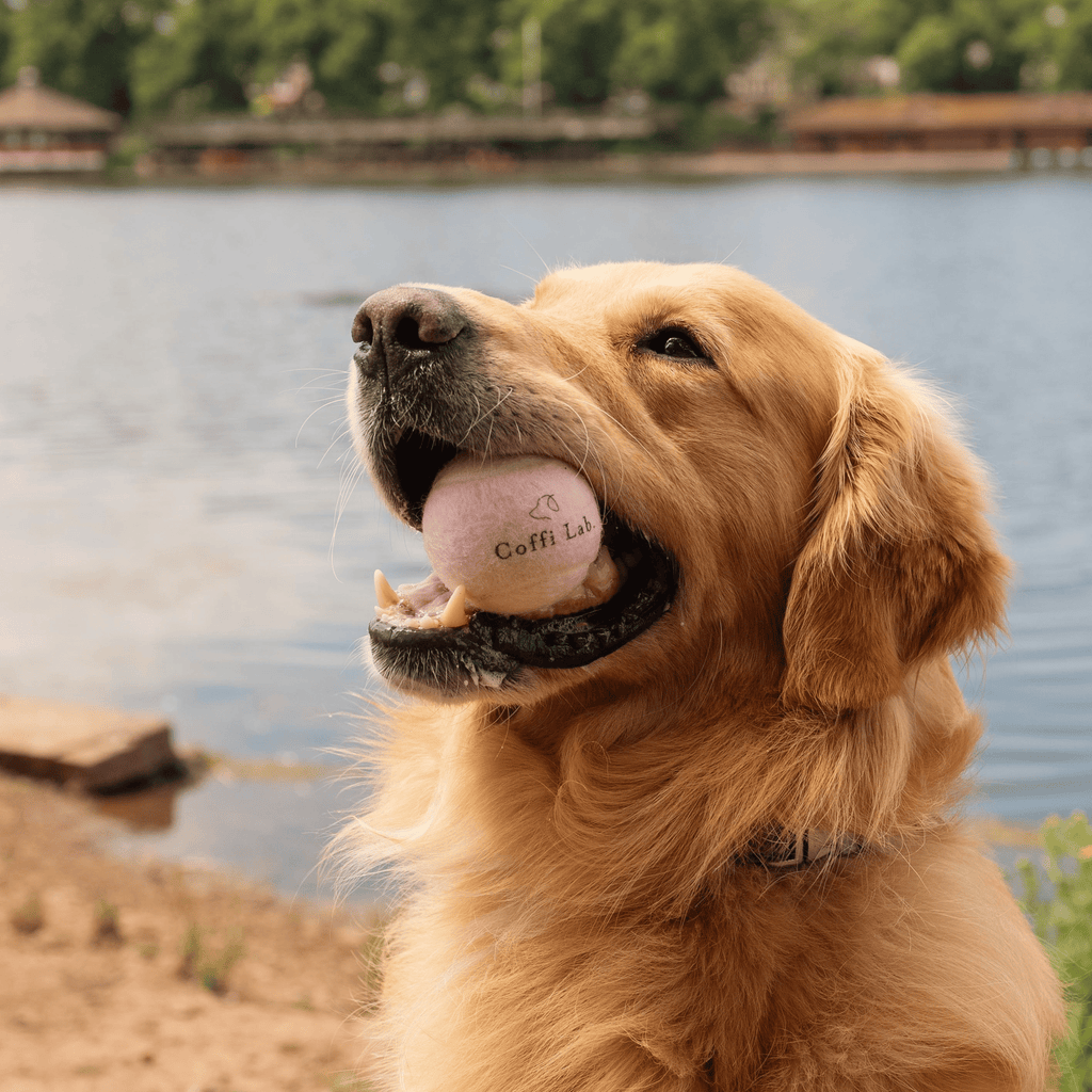 Lab Ball Duo