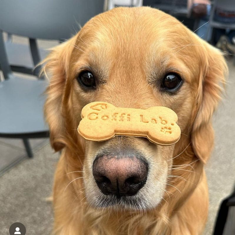 Lab Biscuits