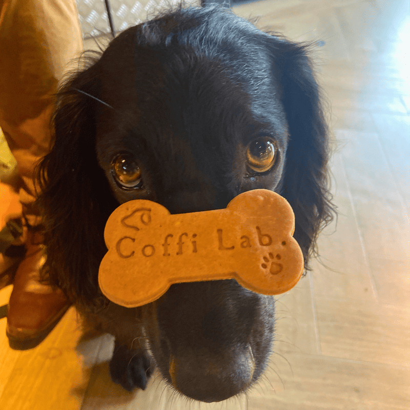 Lab Biscuits