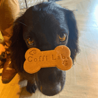 Lab Biscuits