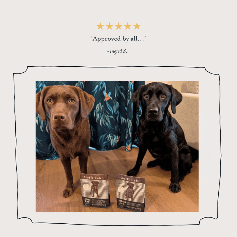 Lab Duo: Medium-Dark