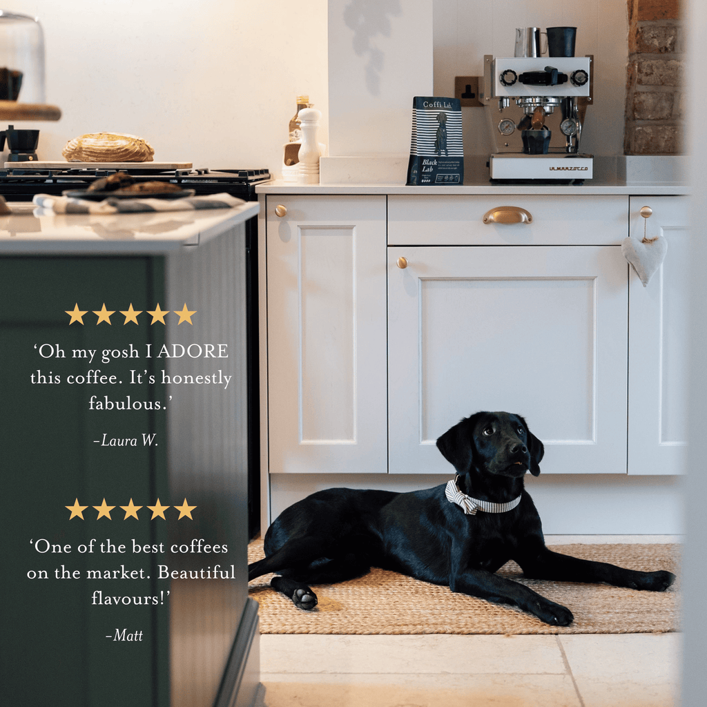 Lab Duo: Medium-Dark