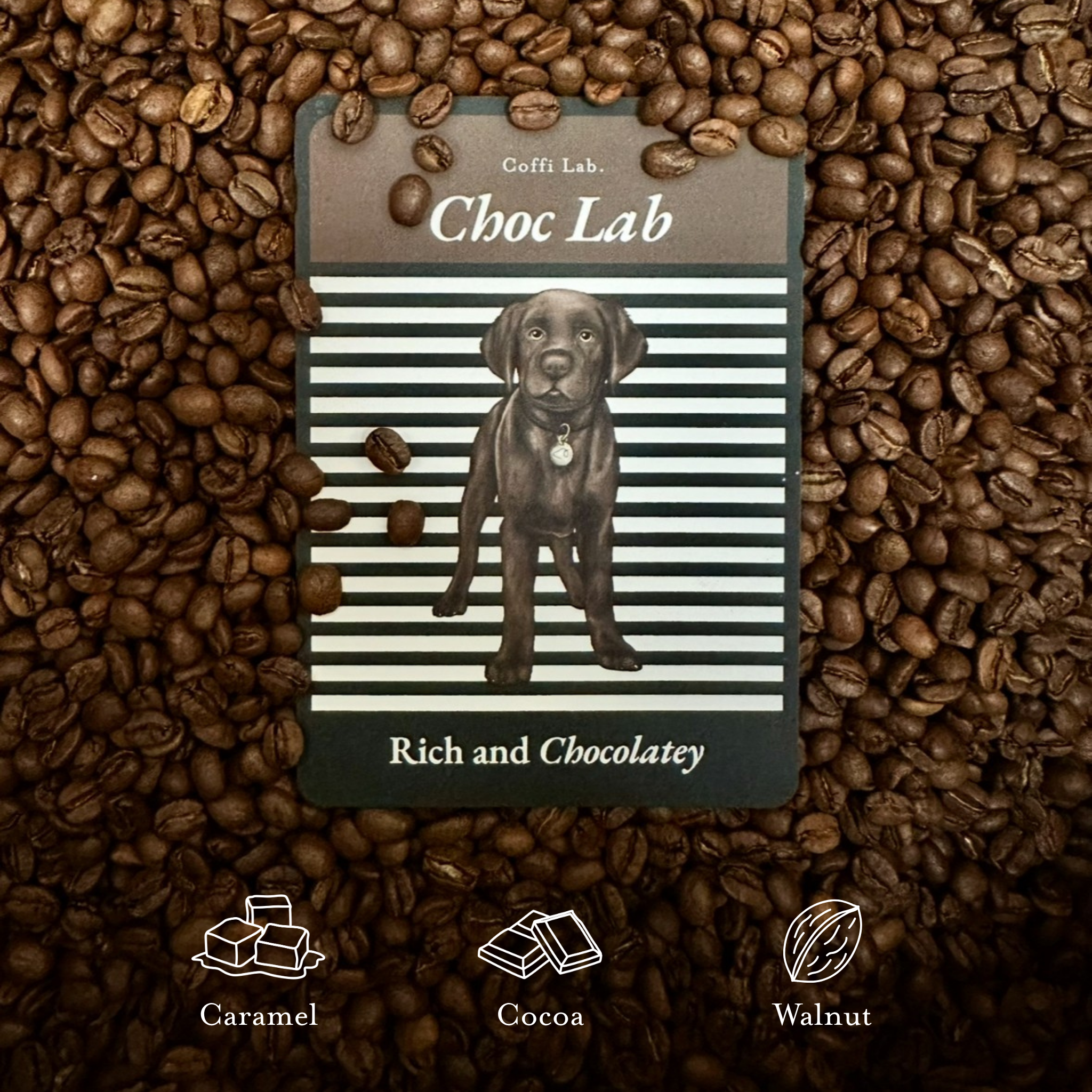 Lab Duo: Medium-Dark