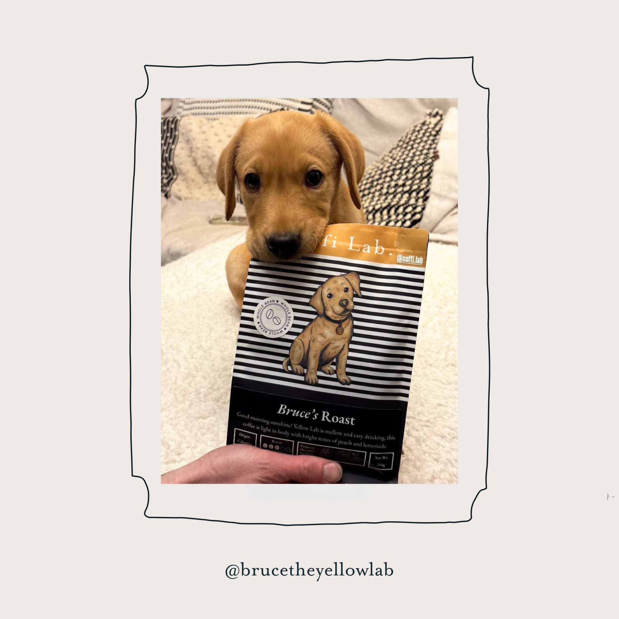 Yellow Lab