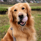 Lab Ball Duo