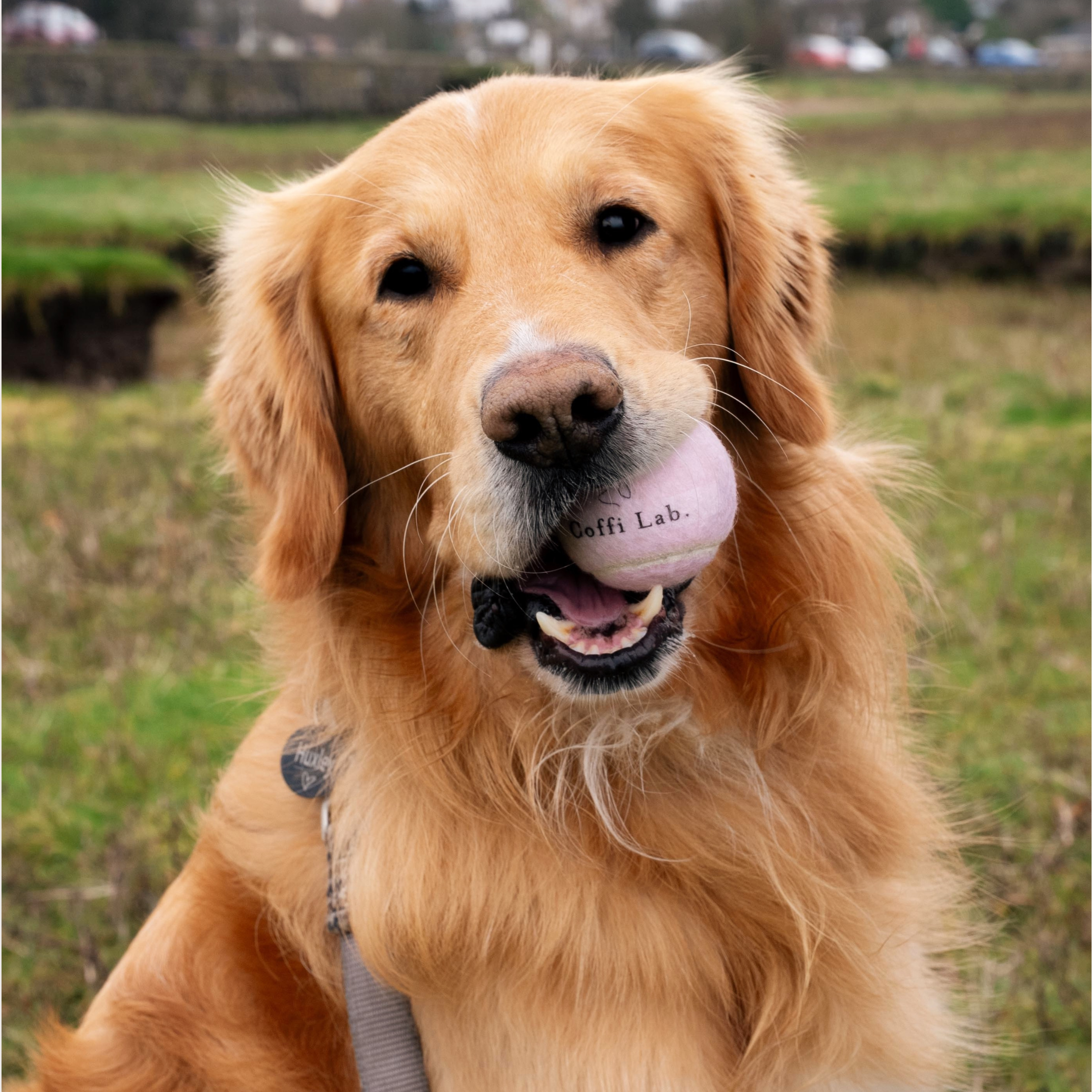 Lab Ball Duo