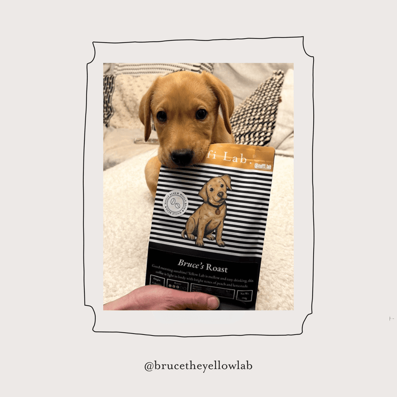 Yellow Lab - Subscription