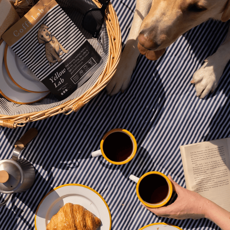 Yellow Lab - Subscription