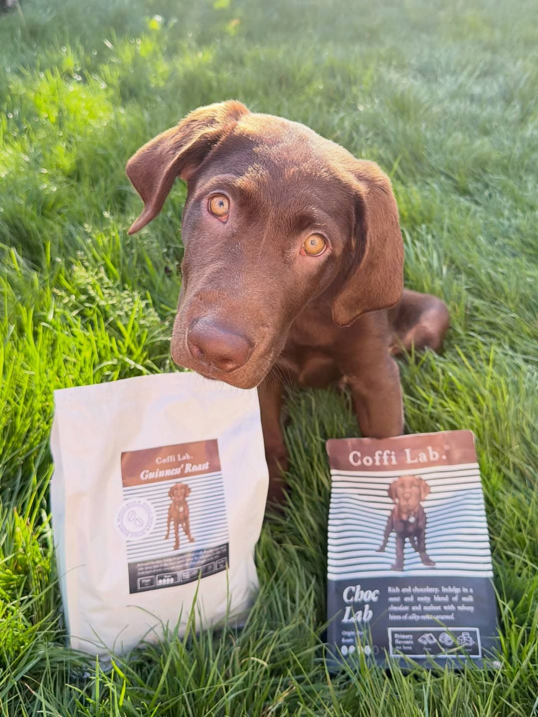 A brown Labrador dog sitting in green grass behind two bags of Coffi Lab coffee, labeled “Guinness’ Roast” and “Choc Lab.”